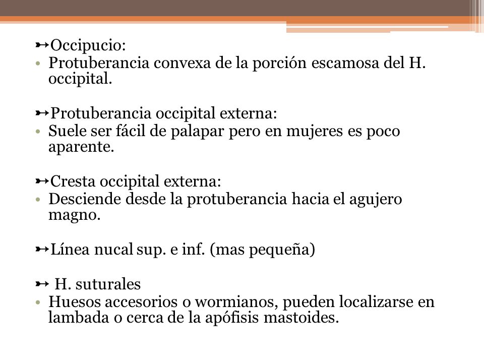 ➸Occipucio: Protuberancia convexa de la porción escamosa del H. occipital. ➸Protuberancia occipital externa: