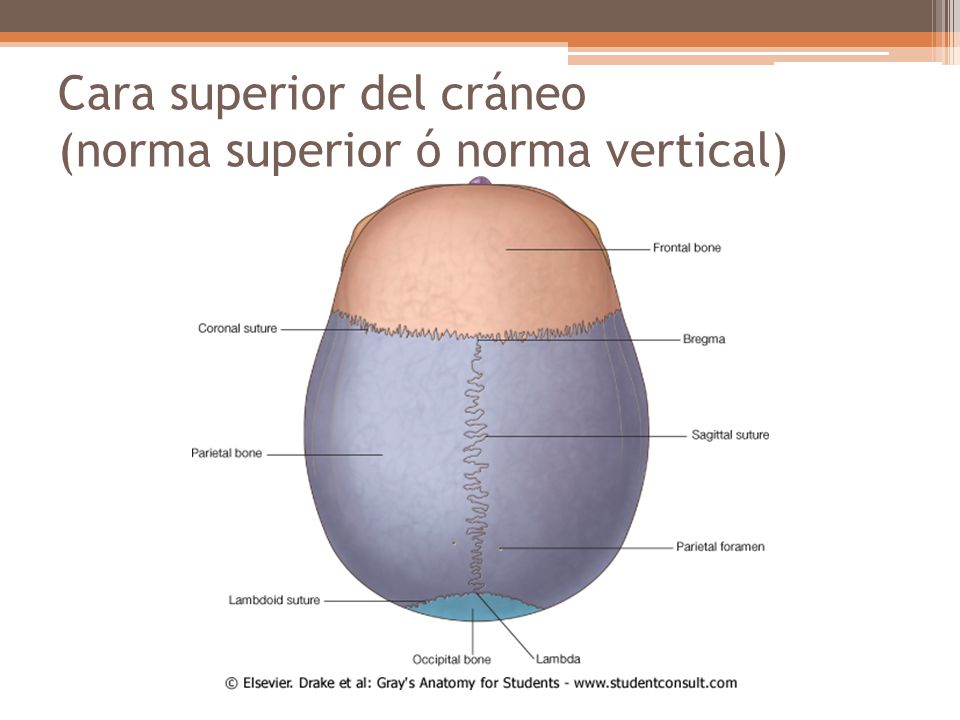Cara superior del cráneo (norma superior ó norma vertical)