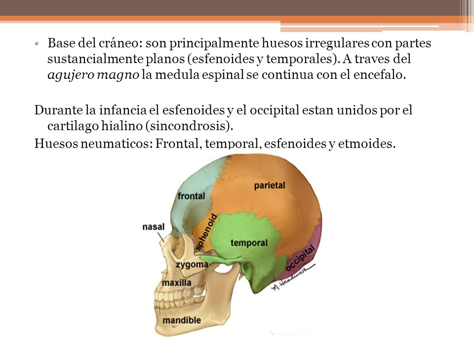 vehículo fibra Útil Osteología del Cráneo Daniela Salgado. - ppt video online descargar