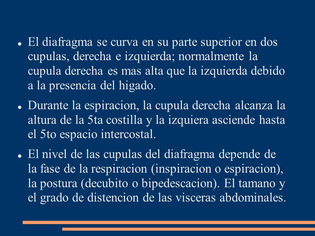 El diafragma se curva en su parte superior en dos cupulas, derecha e izquierda; normalmente la cupula derecha es mas alta que la izquierda debido a la presencia del higado.