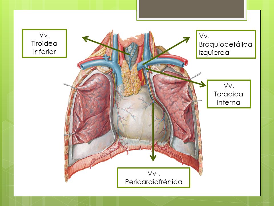 Vv. Tiroidea Inferior Vv. Braquiocefálica Izquierda Vv. Torácica Interna Vv . Pericardiofrénica