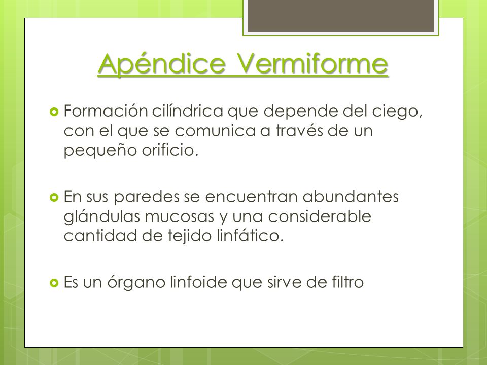 Apéndice Vermiforme Formación cilíndrica que depende del ciego, con el que se comunica a través de un pequeño orificio.