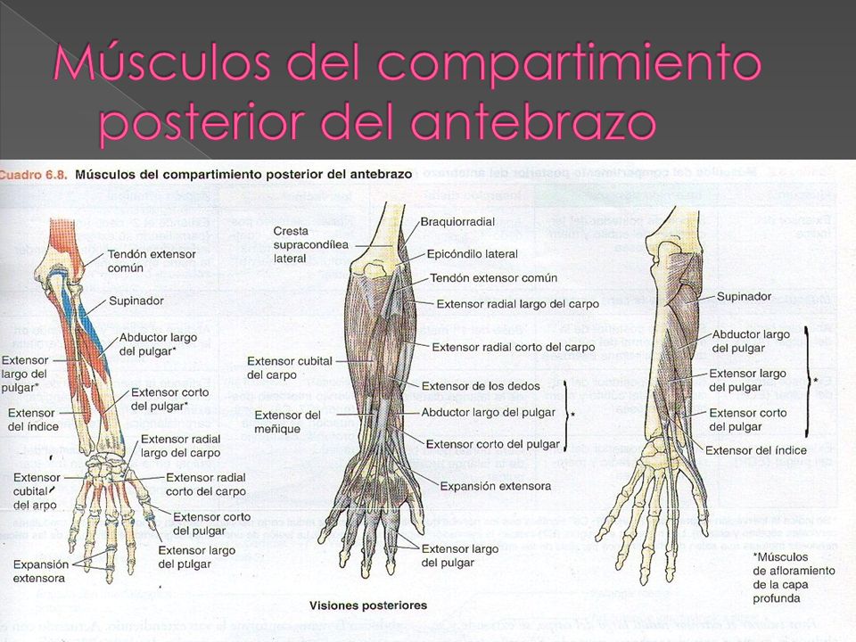 Músculos del compartimiento posterior del antebrazo