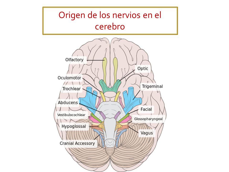 Origen de los nervios en el cerebro