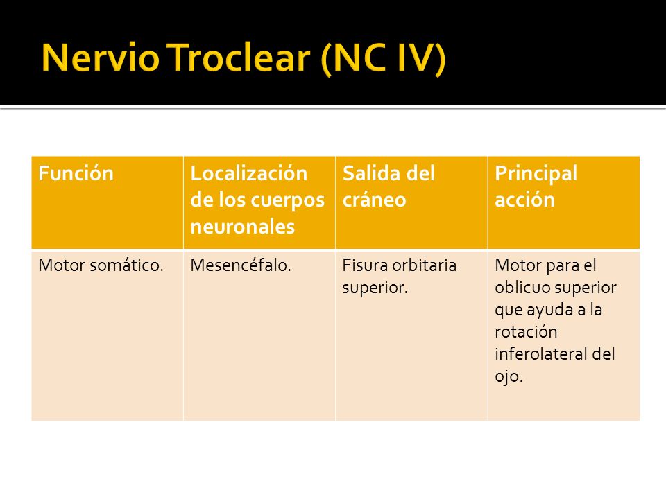 Nervio Troclear (NC IV)