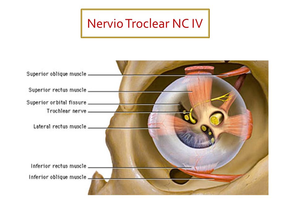 Nervio Troclear NC IV