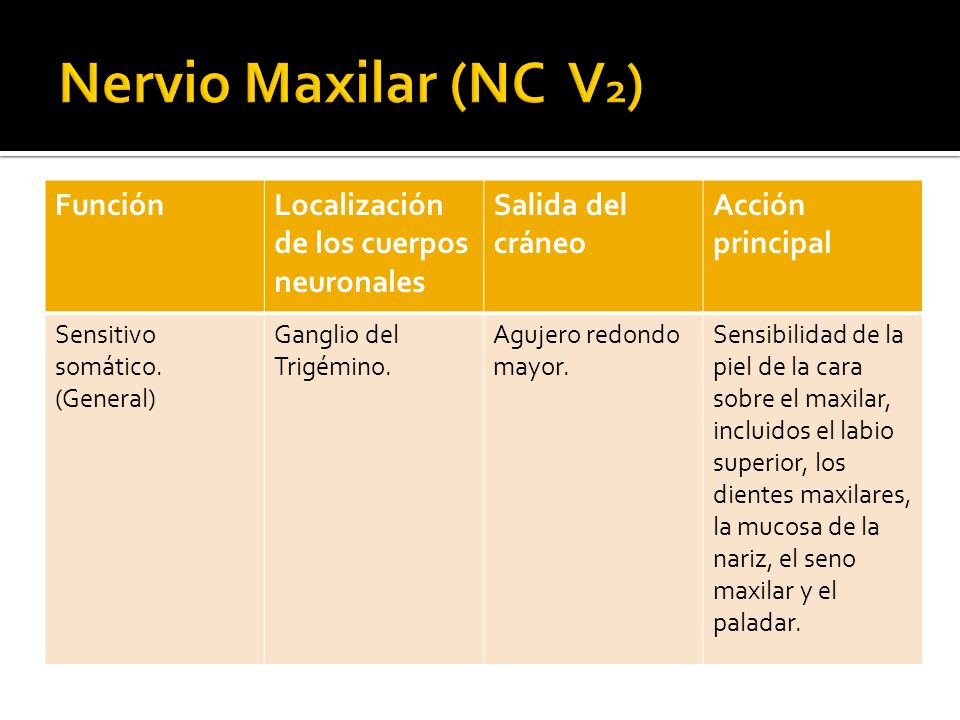 Nervio Maxilar (NC V2) Función Localización de los cuerpos neuronales