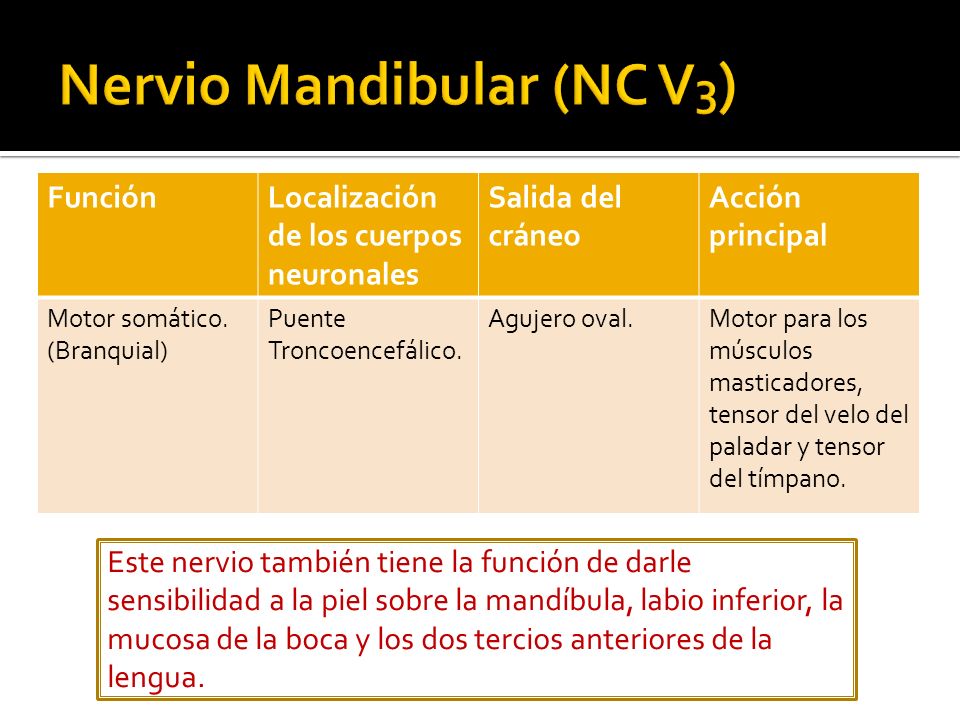 Nervio Mandibular (NC V3)
