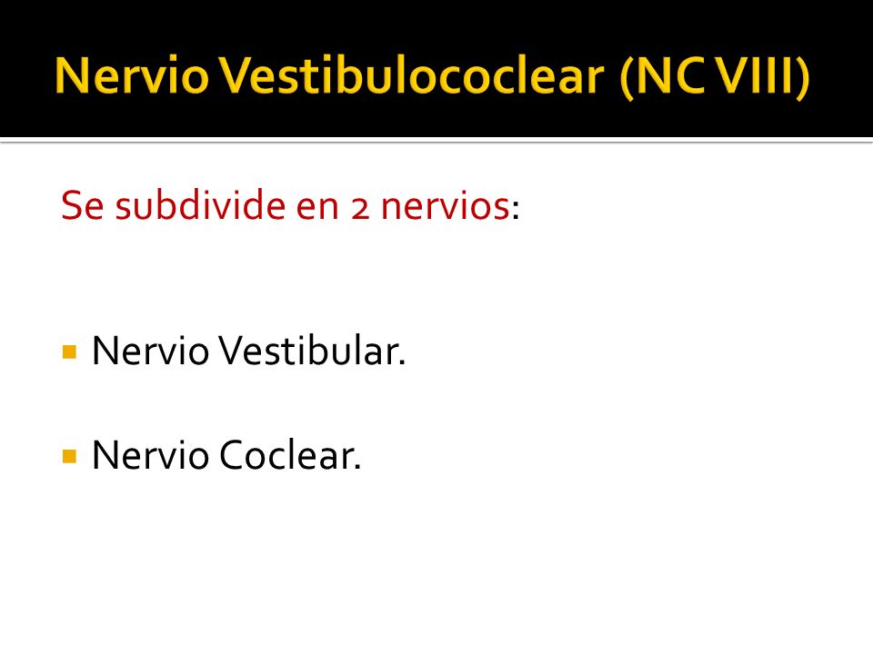 Nervio Vestibulococlear (NC VIII)
