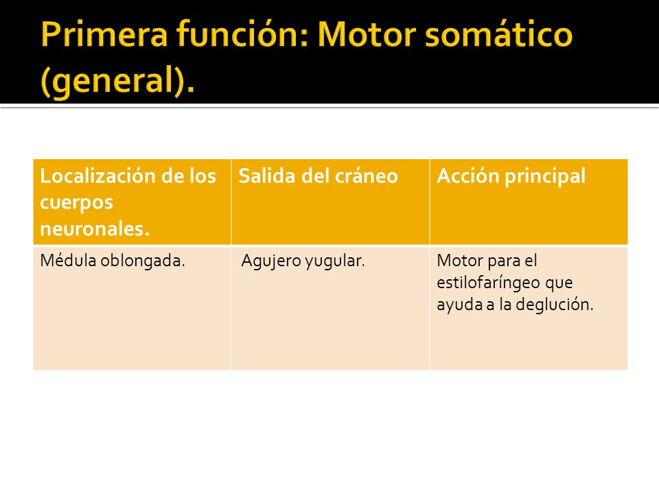 Primera función: Motor somático (general).