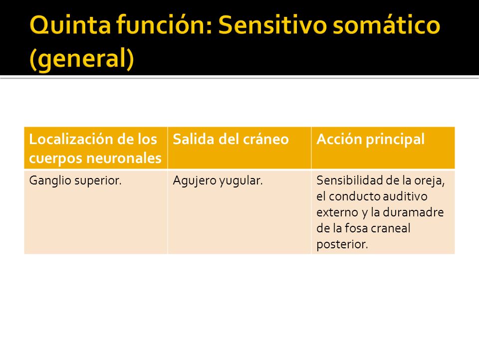 Quinta función: Sensitivo somático (general)