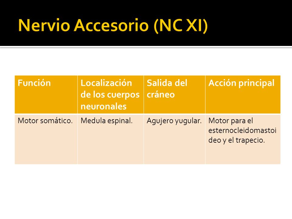 Nervio Accesorio (NC XI)