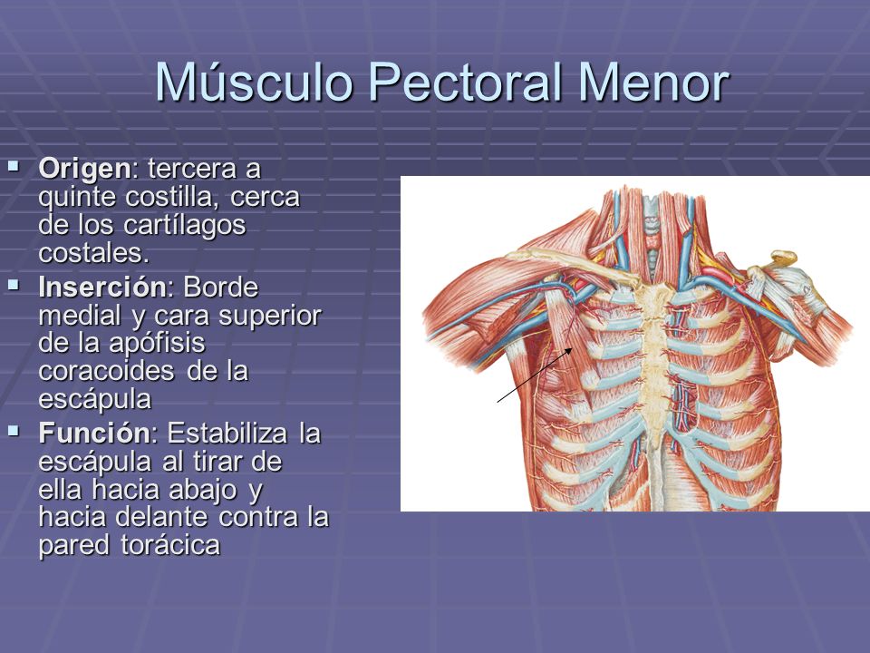 Músculo Pectoral Menor