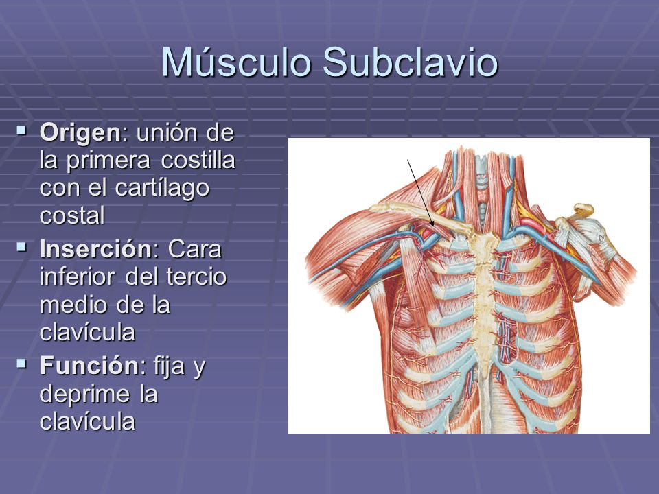 Músculo Subclavio Origen: unión de la primera costilla con el cartílago costal. Inserción: Cara inferior del tercio medio de la clavícula.