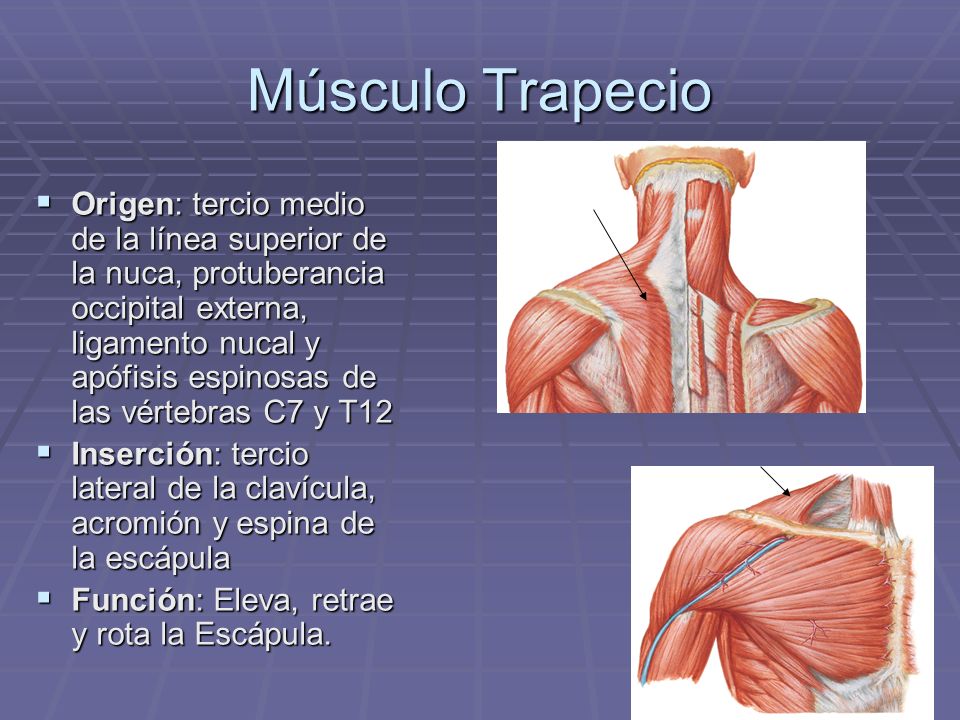Músculo Trapecio