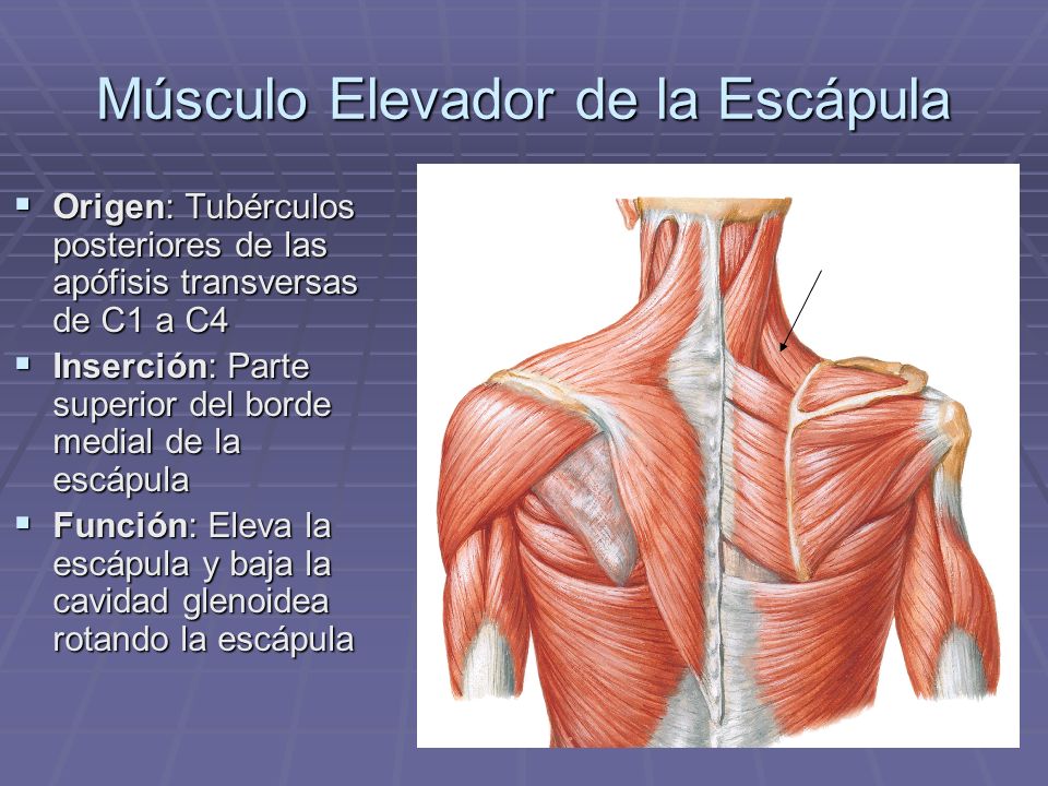 Músculo Elevador de la Escápula