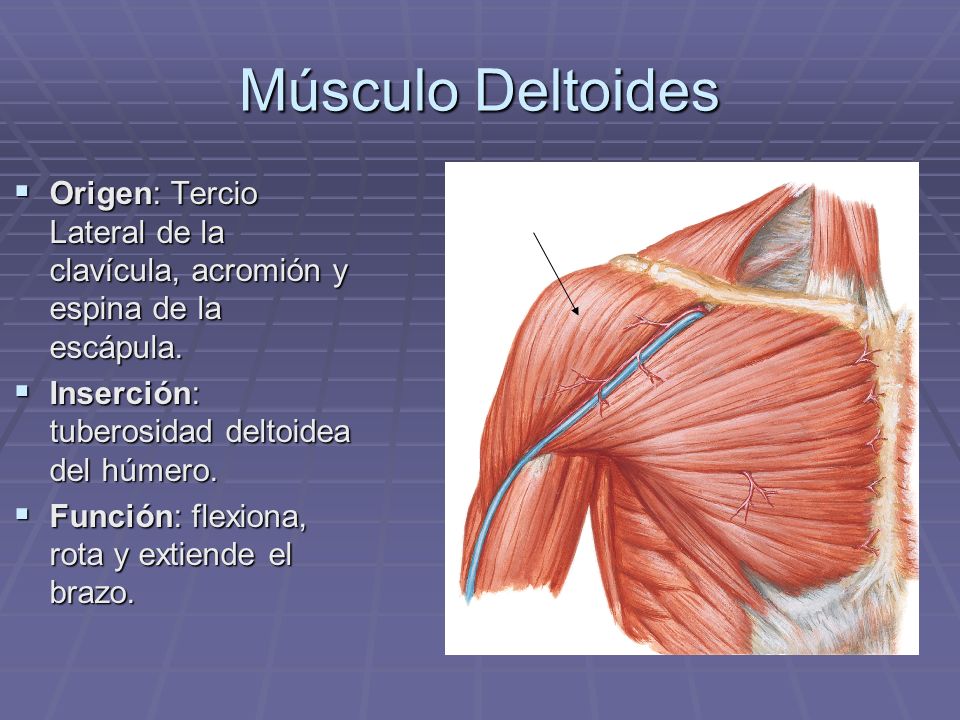 Músculo Deltoides Origen: Tercio Lateral de la clavícula, acromión y espina de la escápula. Inserción: tuberosidad deltoidea del húmero.