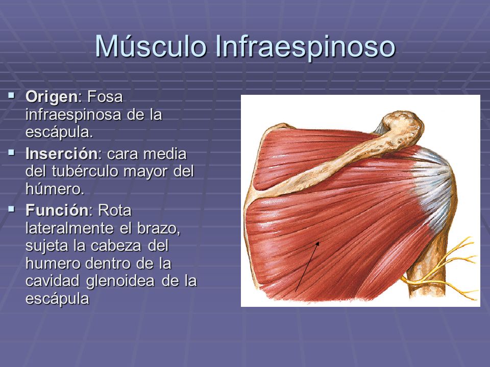 Músculo Infraespinoso