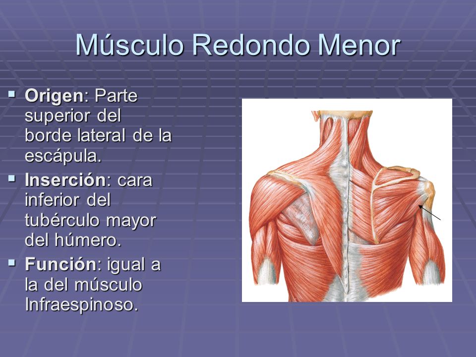 Músculo Redondo Menor Origen: Parte superior del borde lateral de la escápula. Inserción: cara inferior del tubérculo mayor del húmero.