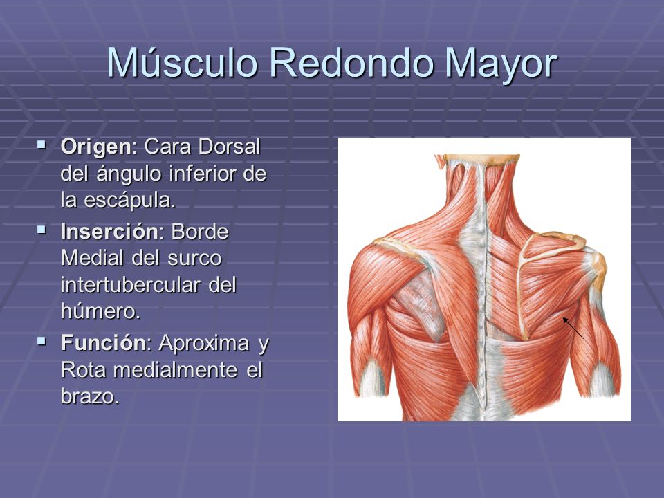 Músculo Redondo Mayor Origen: Cara Dorsal del ángulo inferior de la escápula. Inserción: Borde Medial del surco intertubercular del húmero.