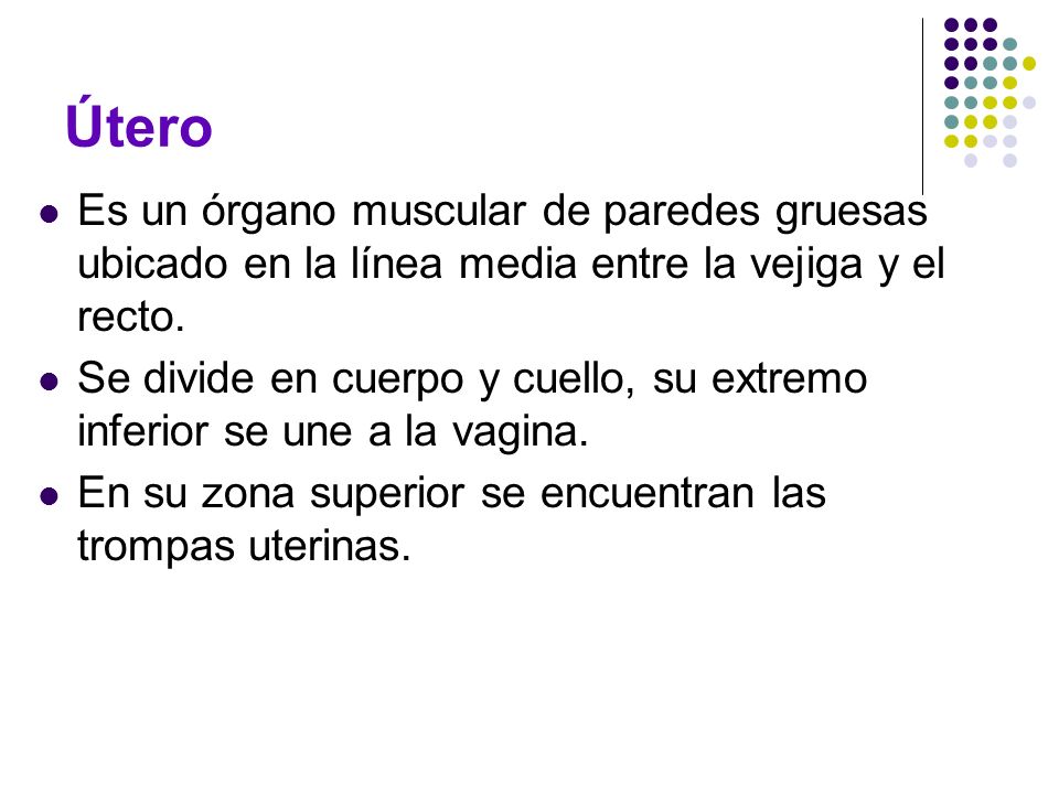 Útero Es un órgano muscular de paredes gruesas ubicado en la línea media entre la vejiga y el recto.