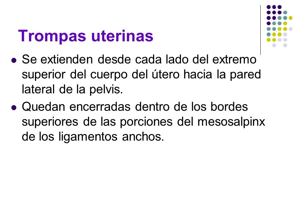 Trompas uterinas Se extienden desde cada lado del extremo superior del cuerpo del útero hacia la pared lateral de la pelvis.