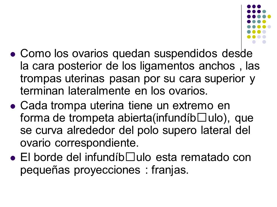 Como los ovarios quedan suspendidos desde la cara posterior de los ligamentos anchos , las trompas uterinas pasan por su cara superior y terminan lateralmente en los ovarios.