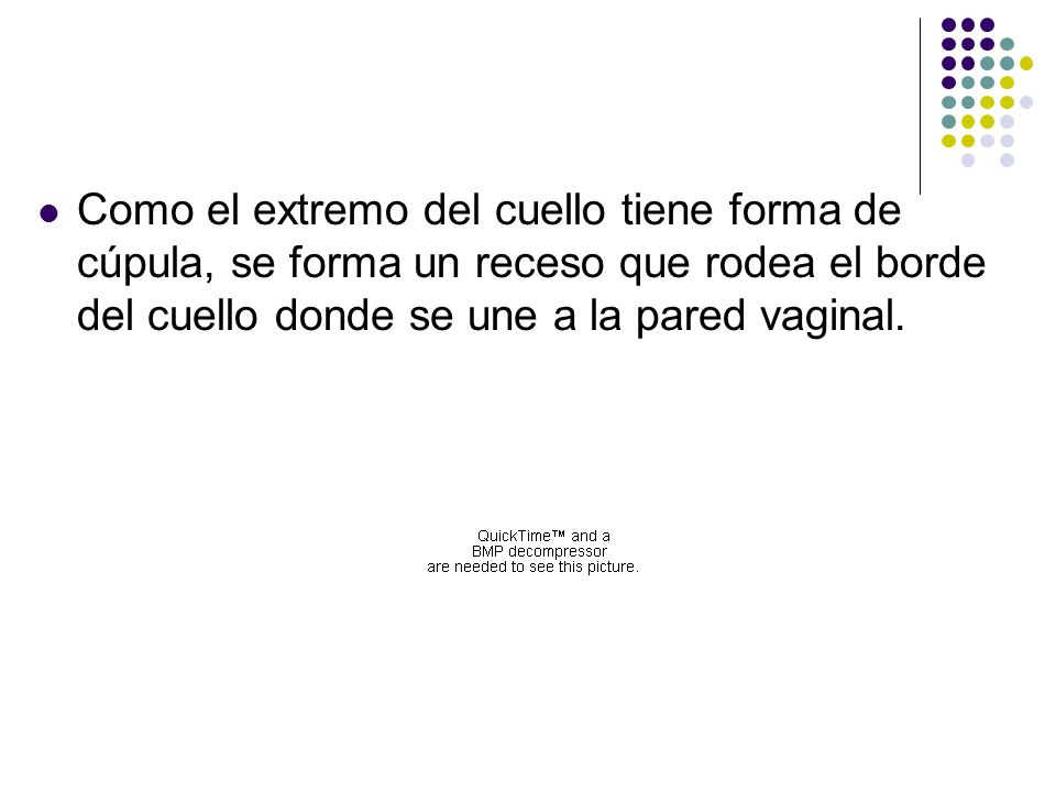 Como el extremo del cuello tiene forma de cúpula, se forma un receso que rodea el borde del cuello donde se une a la pared vaginal.