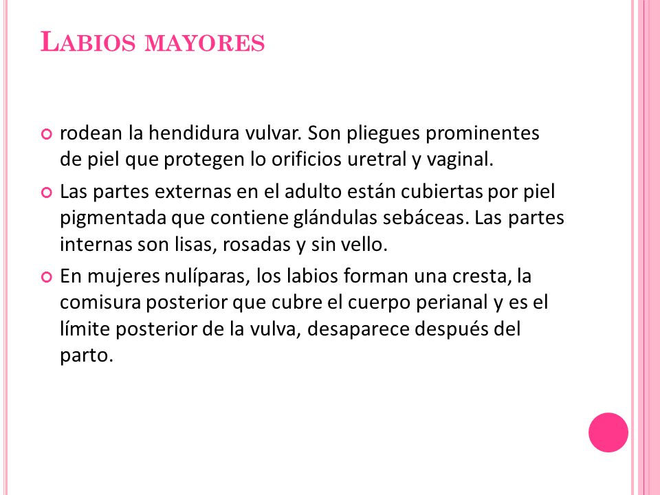 Labios mayores rodean la hendidura vulvar. Son pliegues prominentes de piel que protegen lo orificios uretral y vaginal.