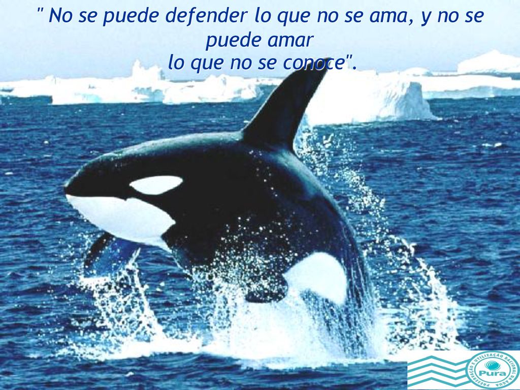 No se puede defender lo que no se ama, y no se puede amar