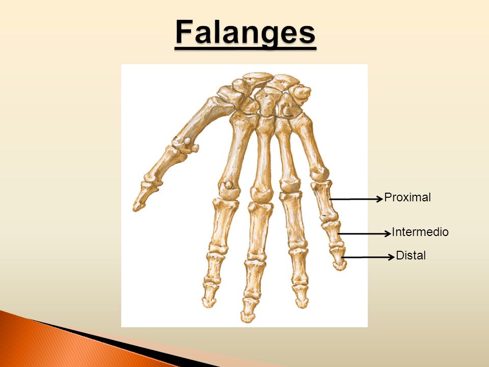 Falanges Proximal Intermedio Distal