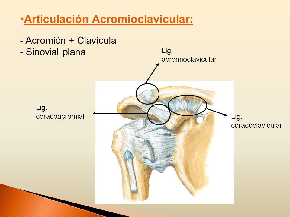 Articulación Acromioclavicular: