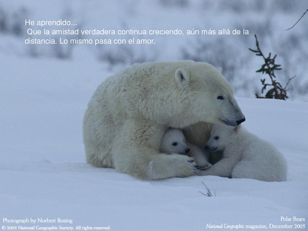 He aprendido... Que la amistad verdadera continua creciendo, aún más allá de la distancia.