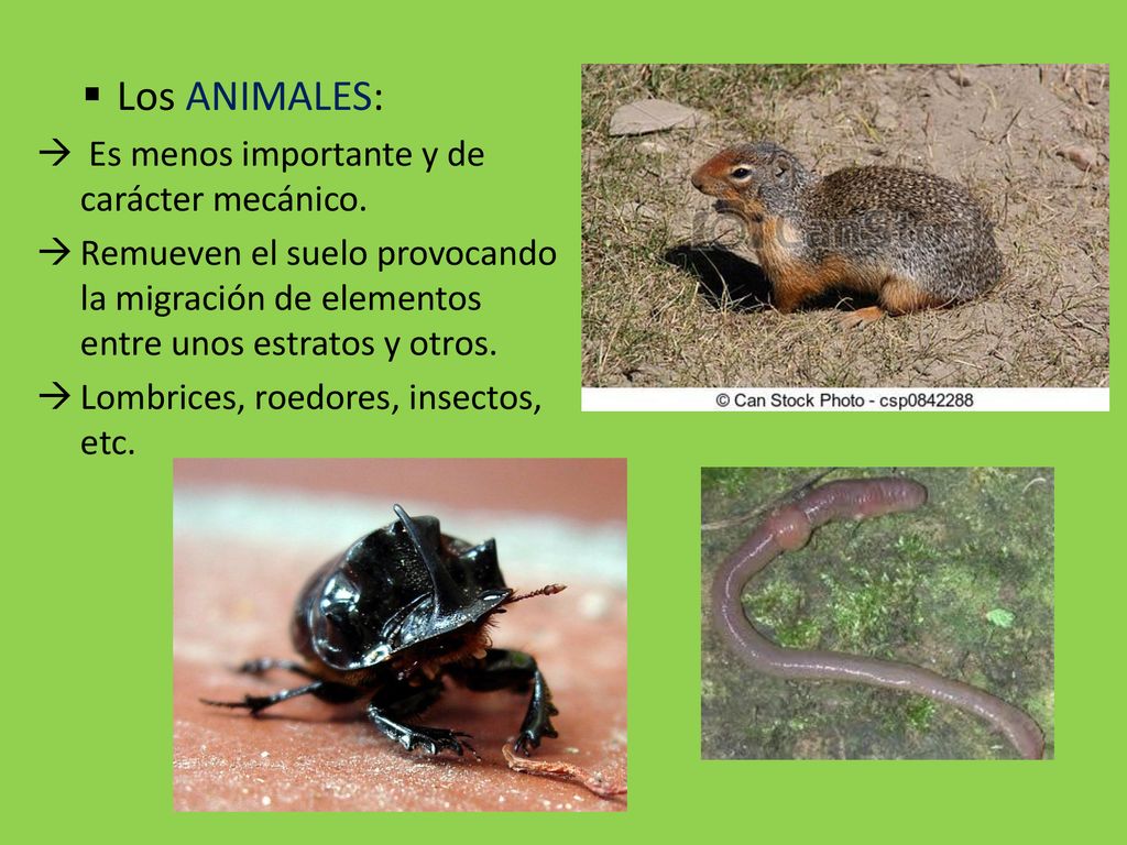 Los ANIMALES: Es menos importante y de carácter mecánico.