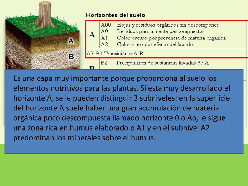 Es una capa muy importante porque proporciona al suelo los elementos nutritivos para las plantas.