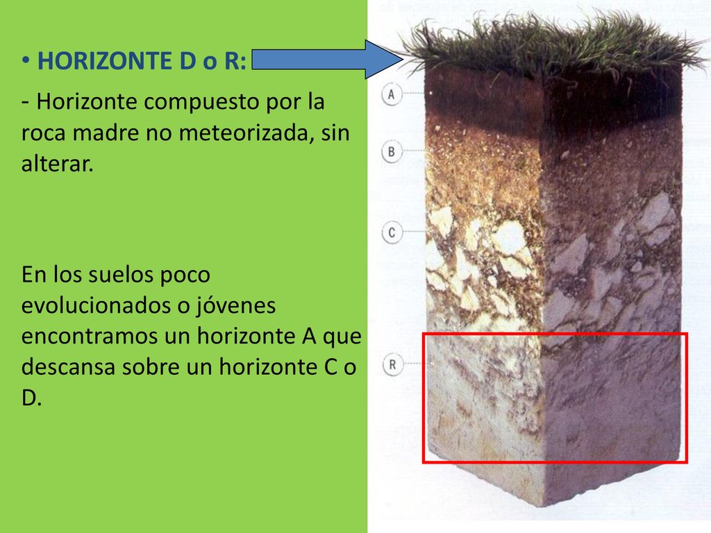 Horizonte compuesto por la roca madre no meteorizada, sin alterar.