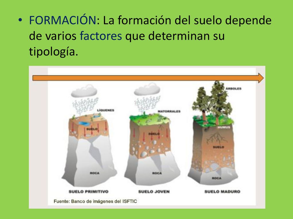 FORMACIÓN: La formación del suelo depende de varios factores que determinan su tipología.