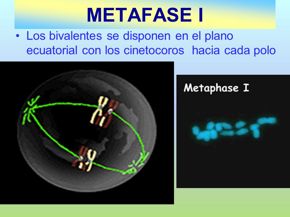 METAFASE I Los bivalentes se disponen en el plano ecuatorial con los cinetocoros hacia cada polo