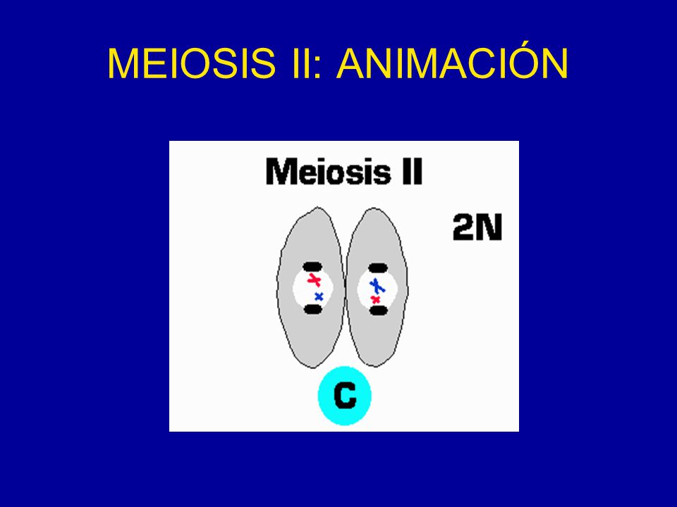 MEIOSIS II: ANIMACIÓN