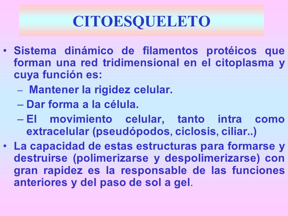 CITOESQUELETO Sistema dinámico de filamentos protéicos que forman una red tridimensional en el citoplasma y cuya función es: