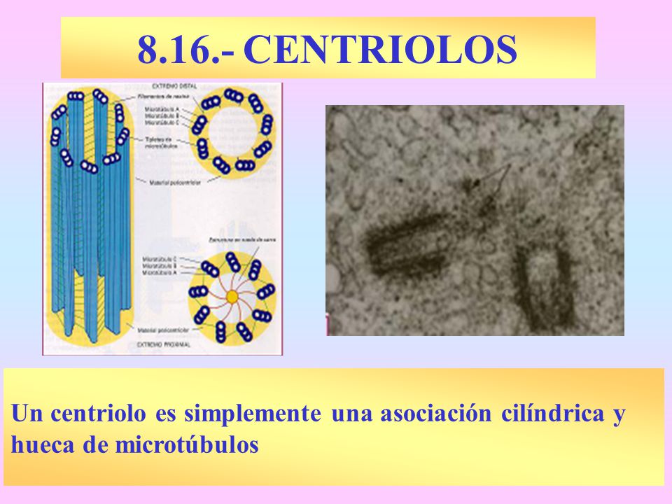 CENTRIOLOS Un centriolo es simplemente una asociación cilíndrica y hueca de microtúbulos