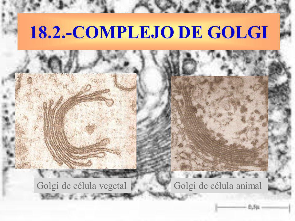 18.2.-COMPLEJO DE GOLGI Golgi de célula vegetal Golgi de célula animal