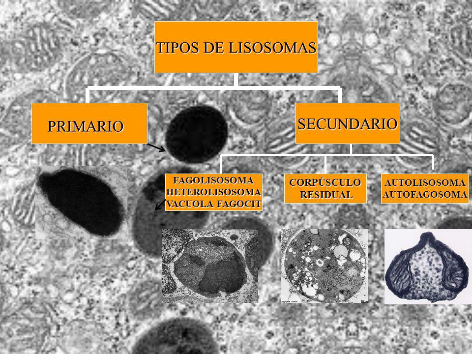 TIPOS DE LISOSOMAS SECUNDARIO PRIMARIO CORPÚSCULO RESIDUAL