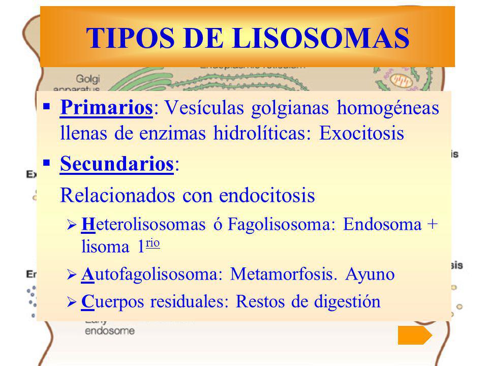 TIPOS DE LISOSOMAS Primarios: Vesículas golgianas homogéneas llenas de enzimas hidrolíticas: Exocitosis.