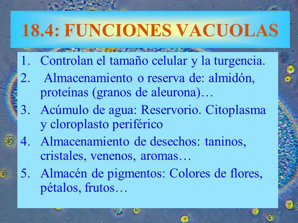 18.4: FUNCIONES VACUOLAS Controlan el tamaño celular y la turgencia.