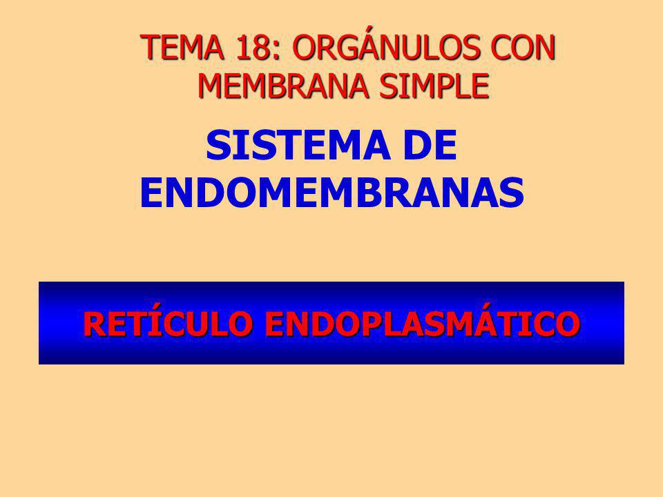 RETÍCULO ENDOPLASMÁTICO