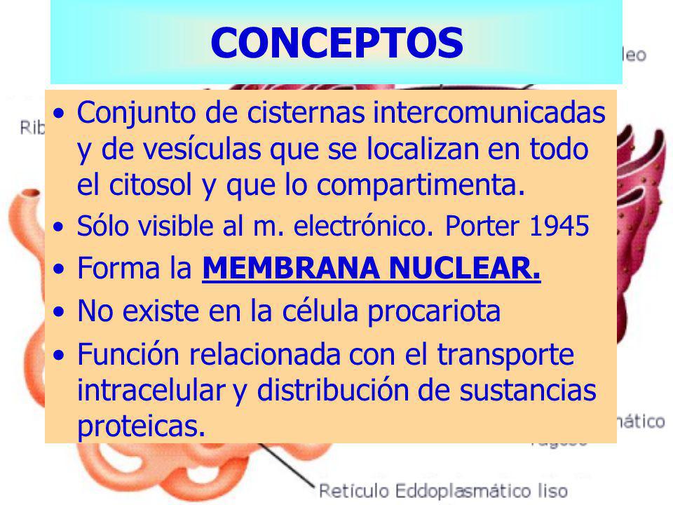 CONCEPTOS Conjunto de cisternas intercomunicadas y de vesículas que se localizan en todo el citosol y que lo compartimenta.