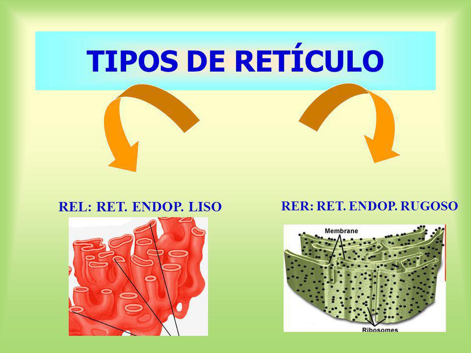 TIPOS DE RETÍCULO REL: RET. ENDOP. LISO RER: RET. ENDOP. RUGOSO