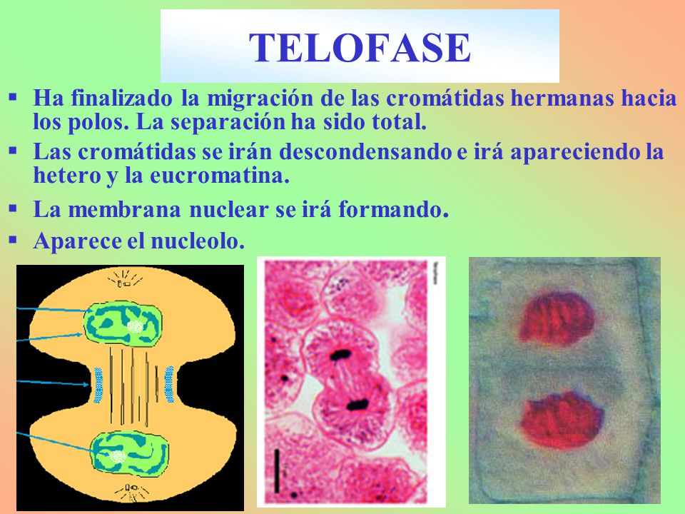 TELOFASE Ha finalizado la migración de las cromátidas hermanas hacia los polos. La separación ha sido total.