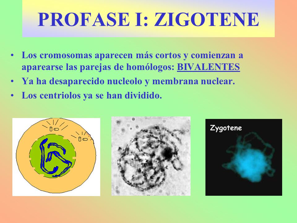 PROFASE I: ZIGOTENE Los cromosomas aparecen más cortos y comienzan a aparearse las parejas de homólogos: BIVALENTES.